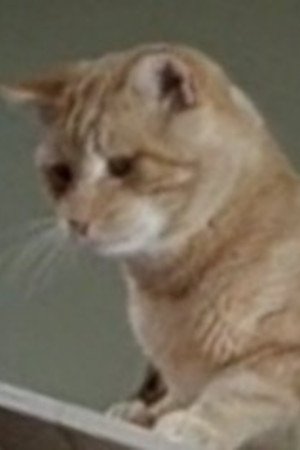 Фото  (Orangey the Cat)