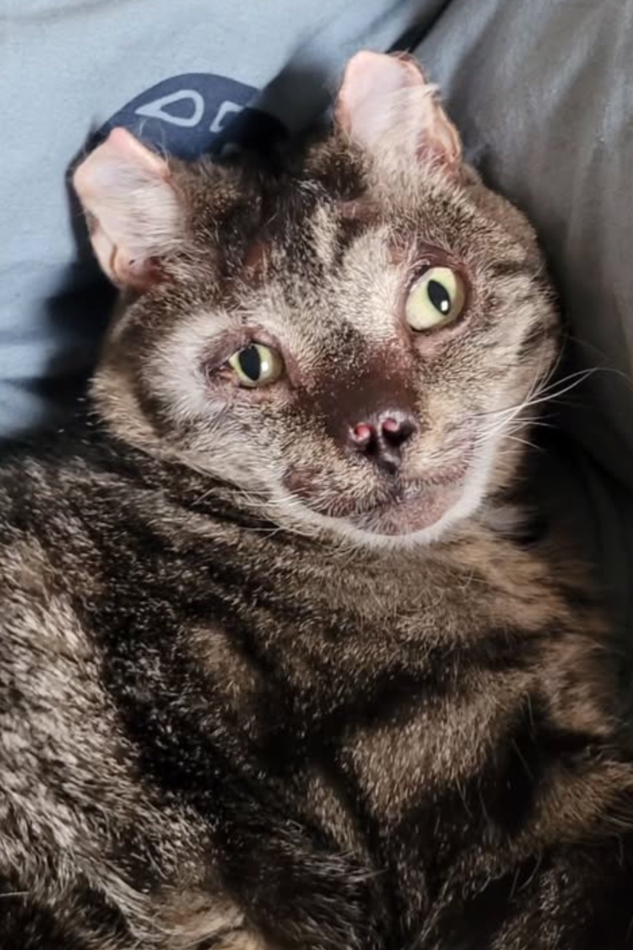 Фото  (Fire Cat)