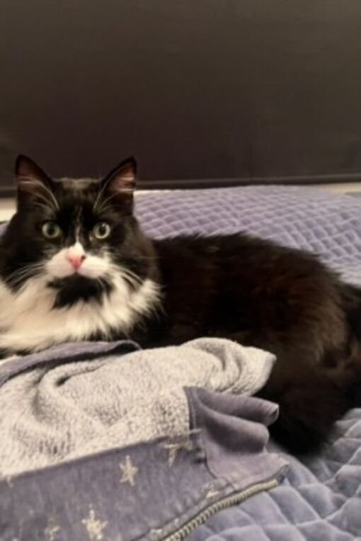 Фото  (Harry Houdini)