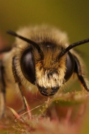 Фото  (Buzz Bee)