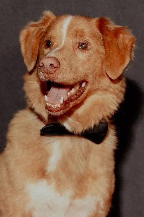 Фото  (Indy the Dog)