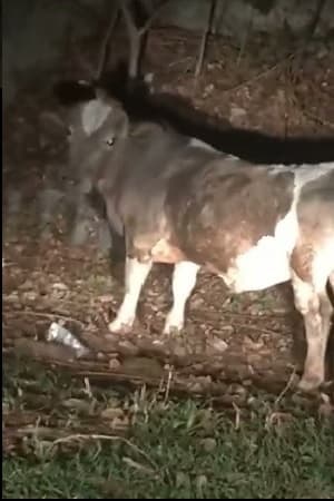 Фото  (Mini Boi)