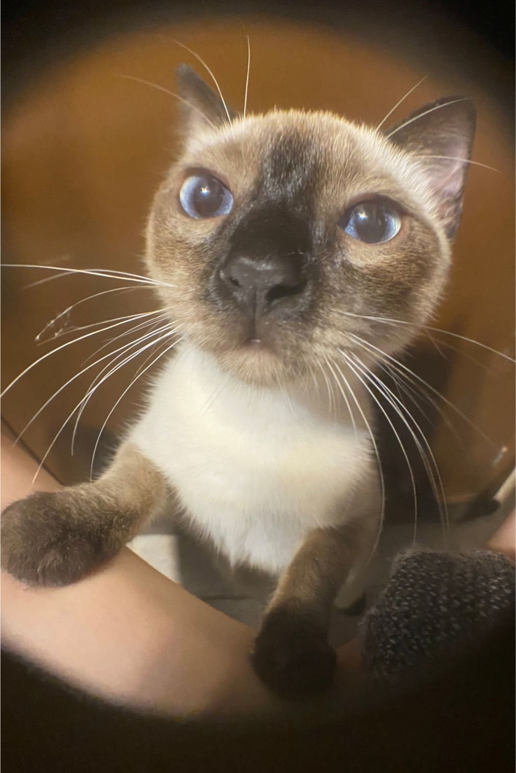 Фото  (Capuccina Castilla Rivero)