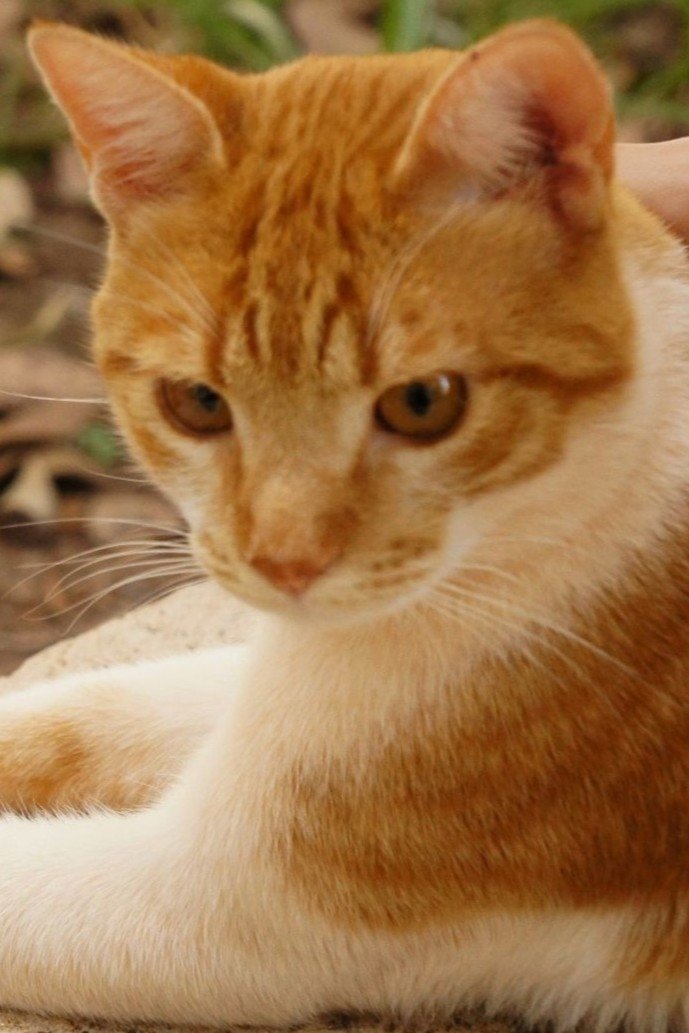 Фото  (Cenourinha)