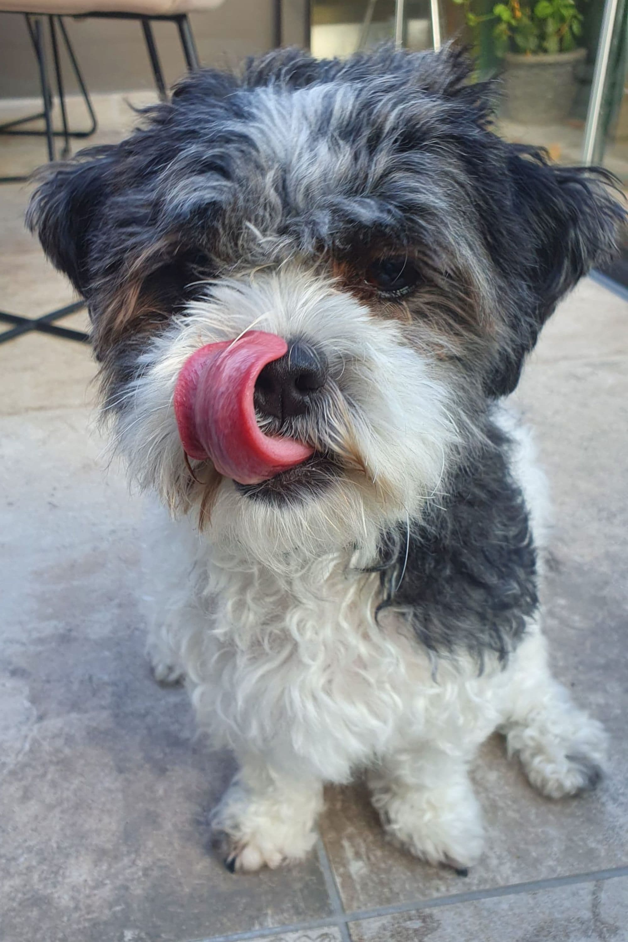 Фото  (Fenna the dog)