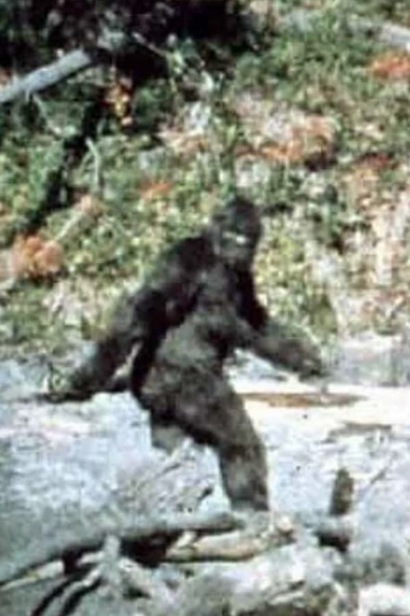 Фото  (Bigfoot)
