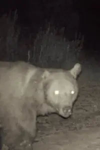 Фото  (Kesik Kulak) #506380