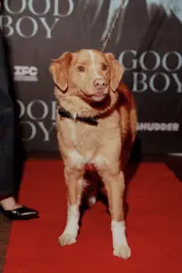 Фото  (Indy) #502276