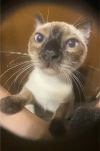 Фото  (Capuccina Castilla Rivero) #455222