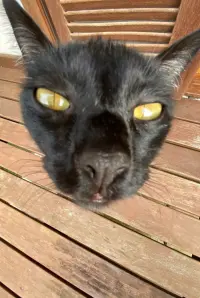 Фото  (Nicolau) #438611