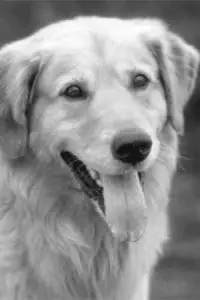 Фото  (Buddy) #523908