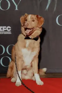 Фото  (Indy) #502278