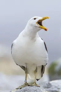 Фото  (Sully Seagull)