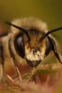 Фото  (Buzz Bee)
