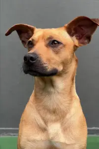 Фото  (Amendoim) #505427