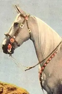 Фото  (Tarzan) #393116