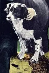 Фото  (Rex the Dog)