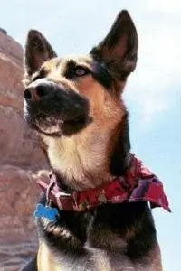 Фото  (Sadie)