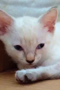 Фото  (Pipoca Jr)