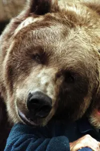 Фото Ведмідь Барт II (Bart the Bear II)