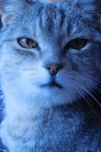 Фото  (Gemma) #506563