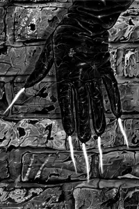 Фото  (Man with Claws) #490468