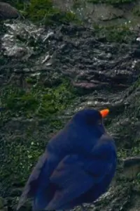 Фото  (Blackbird)
