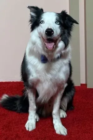 Фото  (Messi) #288280