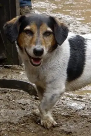 Фото  (Strapper) #182846