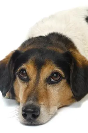 Фото  (Strapper) #182842