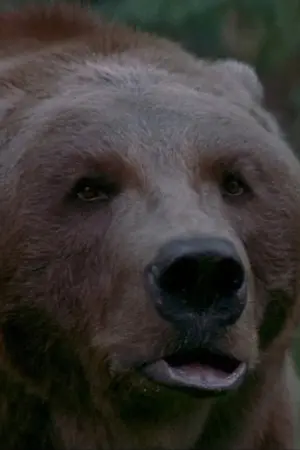 Фото Барт Ведмідь #29487