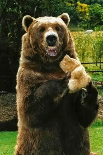 Фото Барт Ведмідь (Bart The Bear) #29490