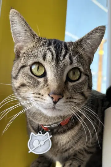 Фото Wolfie The Cat