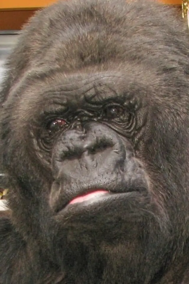 Фото  (Koko)
