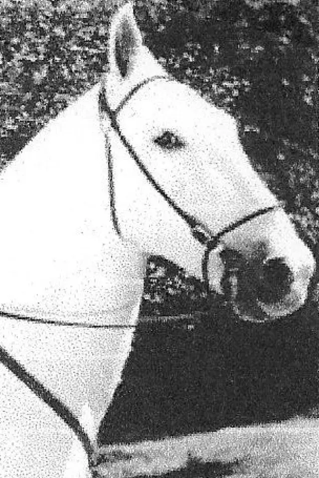 Фото  (Silver King the Horse)