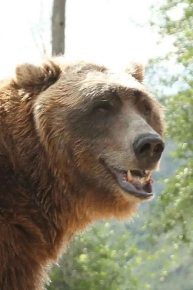Фото Барт Ведмідь (Bart The Bear)