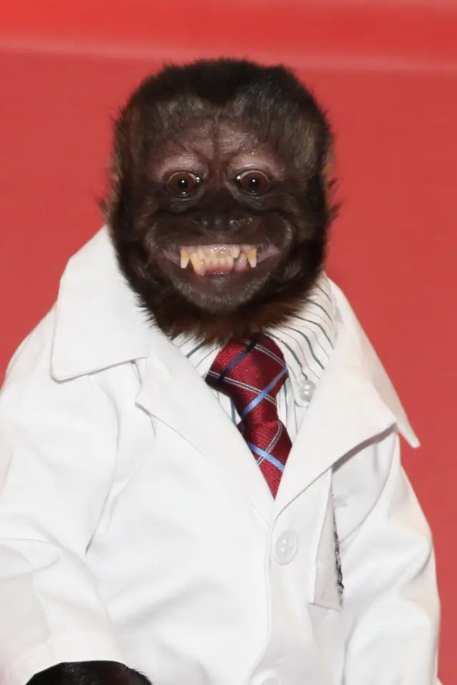 Фото Кристал Мавпа (Crystal the Monkey)