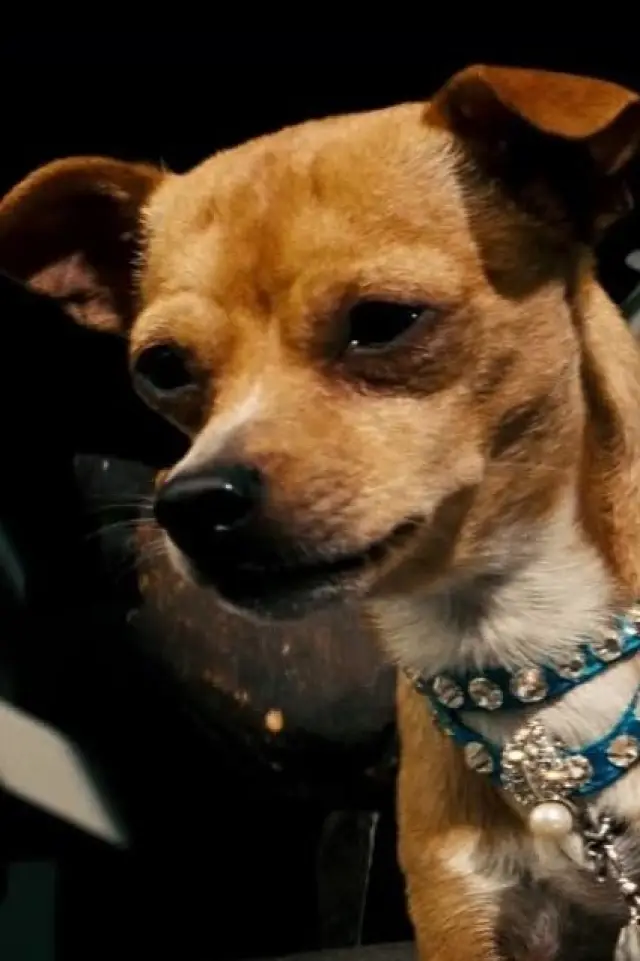 Фото  (Chester the Chihuahua)