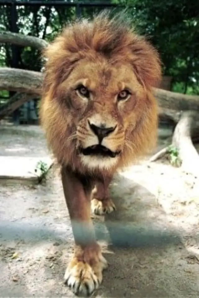 Фото  (Caesar the Lion)