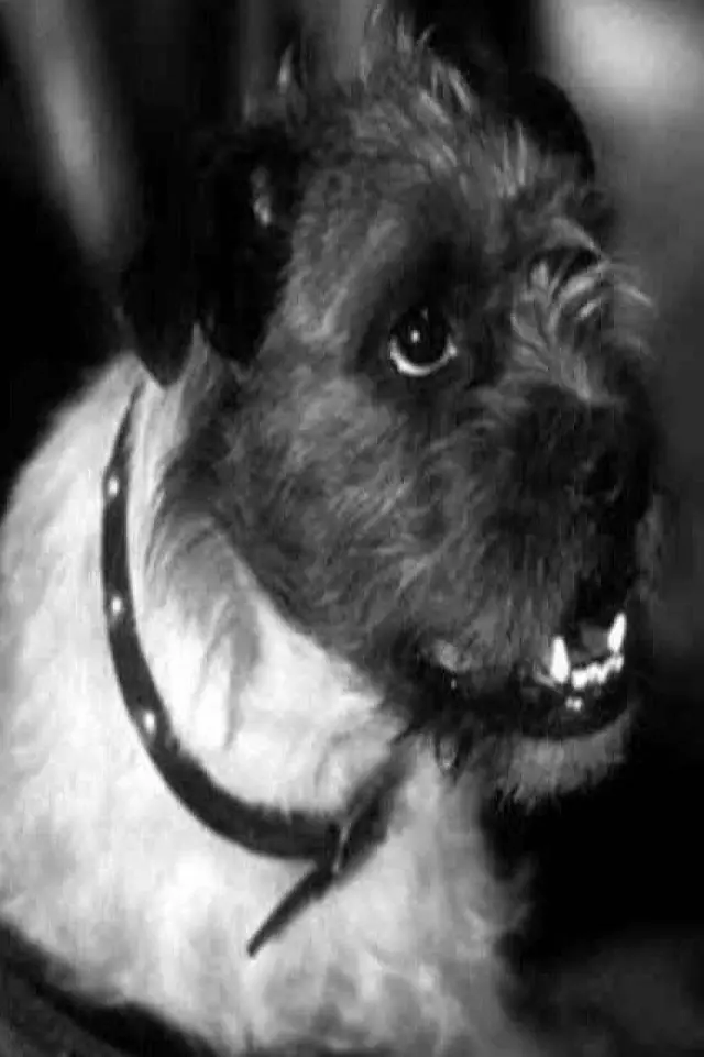 Фото  (Zero the Dog)