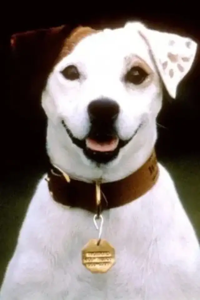 Фото  (Soccer the Dog)