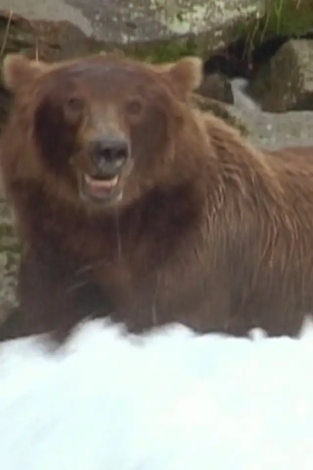 Фото  (Bear 141)