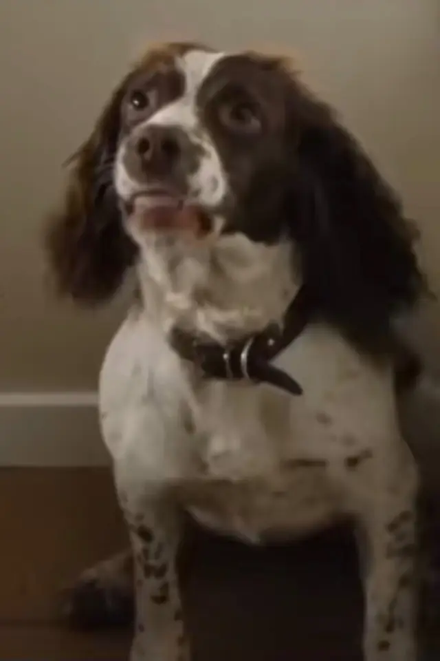 Фото  (Rosa the Dog)