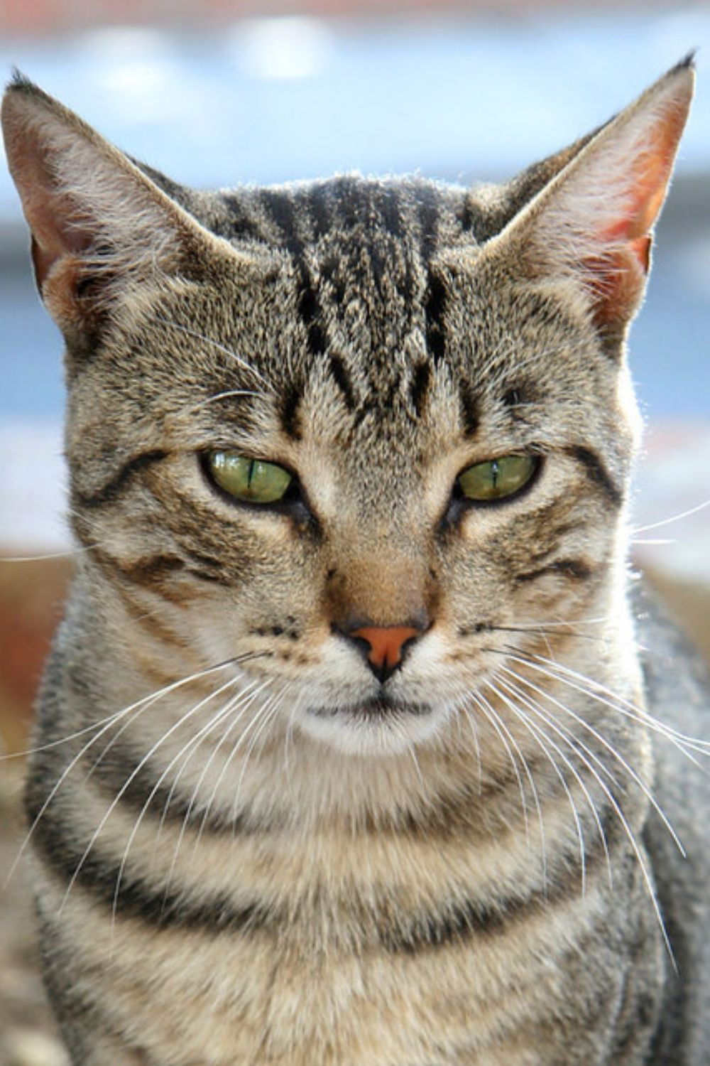 Фото  (Frida Lopes)