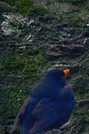 Фото  (Blackbird)