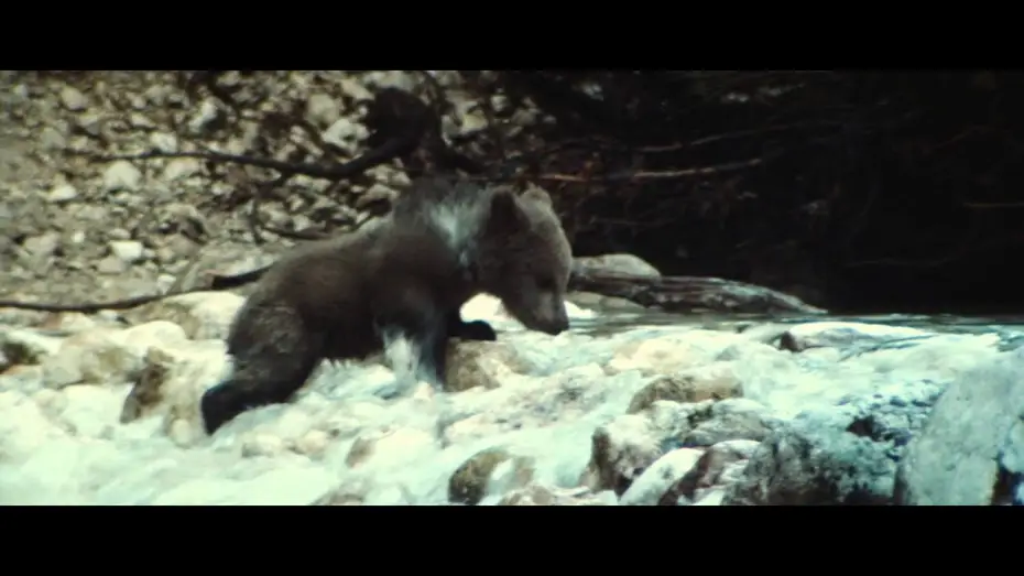 Відео до фільму Ведмідь — The Bear - Trailer