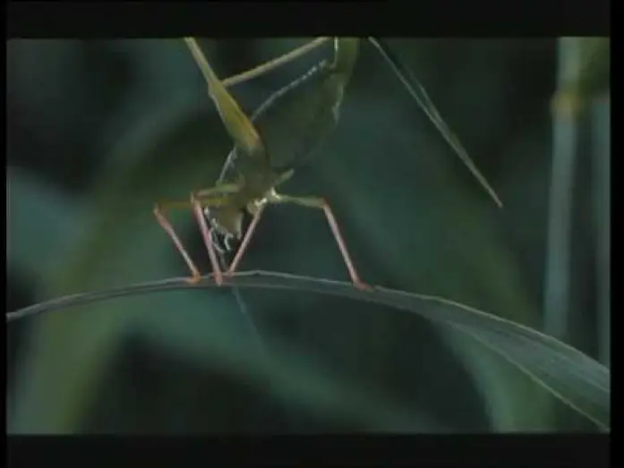 Відео до фільму Microcosmos : Le peuple de l'herbe — Microcosmos (trailer)