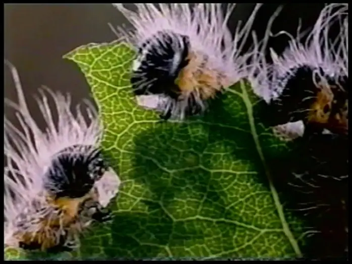 Відео до фільму Microcosmos : Le peuple de l'herbe — Microcosmos Trailer