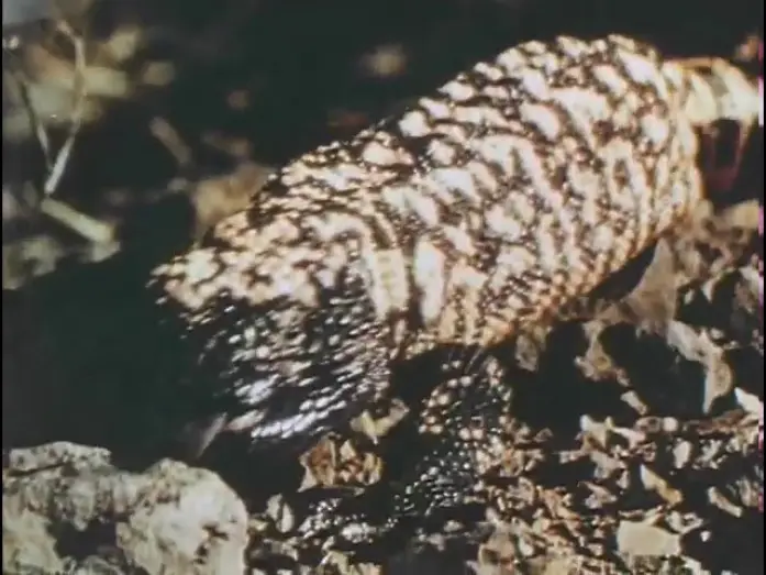 Відео до фільму The Living Desert — Living Desert - Theatrical Trailer