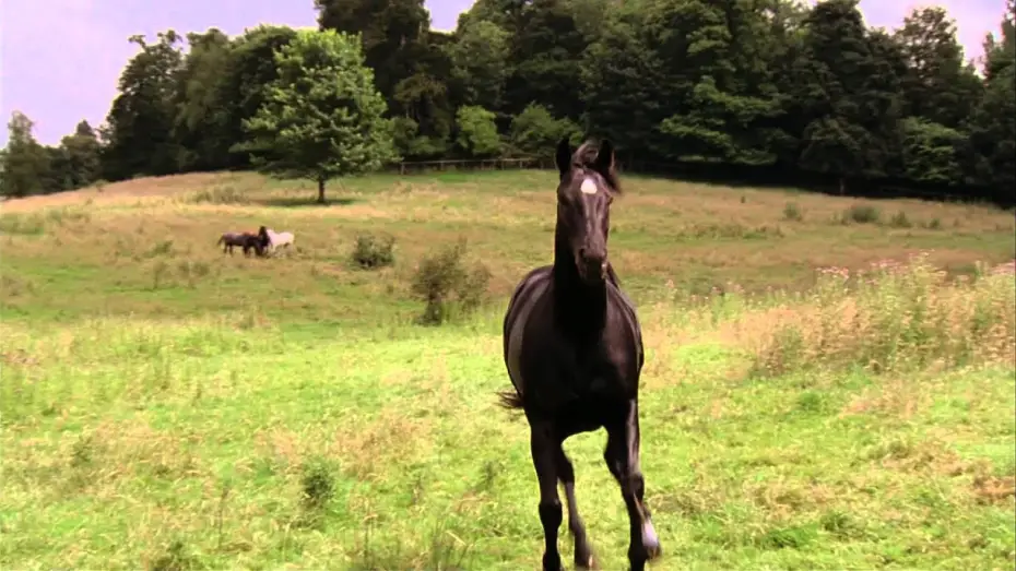 Відео до фільму Чорний красень — Black Beauty - Trailer